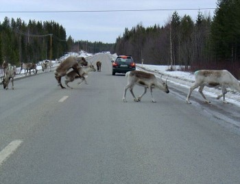 Caribou Crossing
