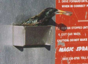 Bird Theif