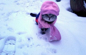 Cat Wearing Hat