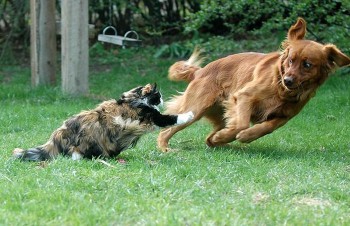Cat Chases Dog
