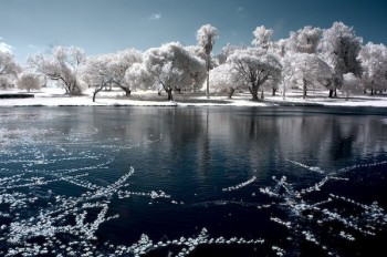 Infrared Trees
