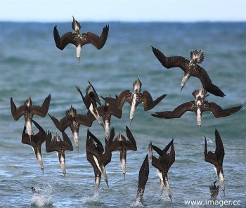 Dive Bombing Birds