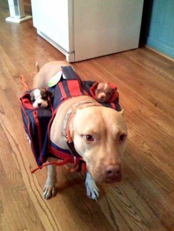 Dog Transporter