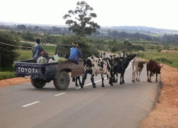 Cow Tow