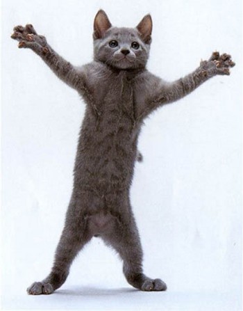 Dancing Cat