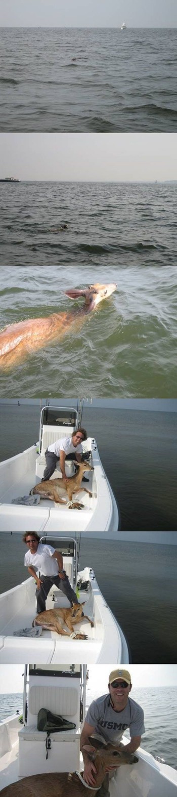 Deer Rescued In The Ocean