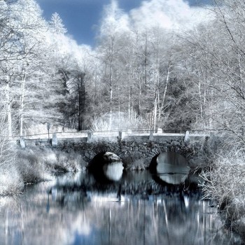 Infrared Trees