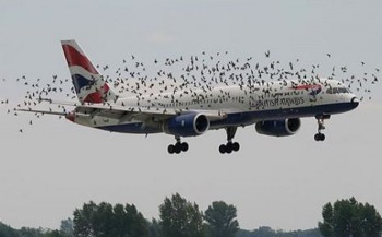 Flying With The Birds