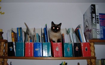 Folder Cat