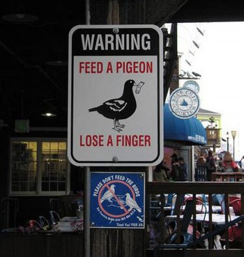 Feed A Pigeon