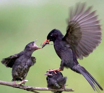 Feeding Time