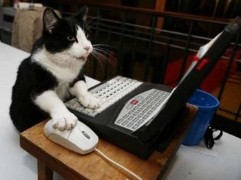 Feline Receptionist