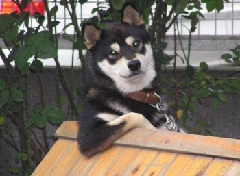 Chill Dog