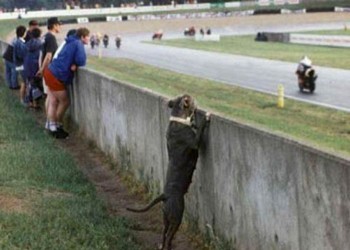 Watching The Races