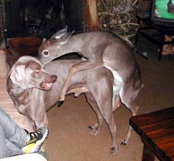 Deer Sex