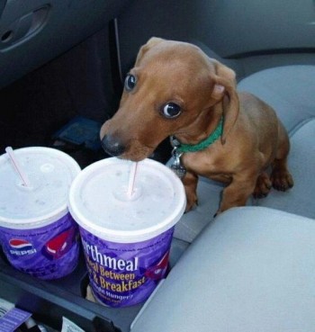 Slurp