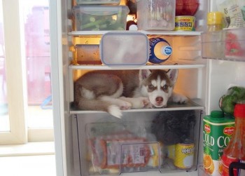 Fridge Protector