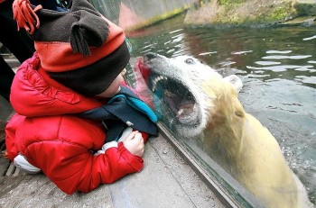 Bear Hungry