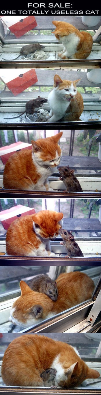 Useless Cat