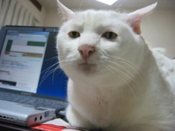 Ugly Cat