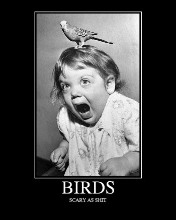 Birds