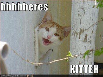 Here's Kitteh