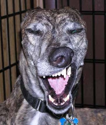 Sneering Dog