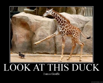 Look At This Duck