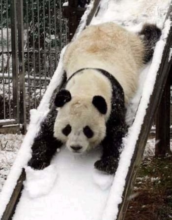 Panda Slide
