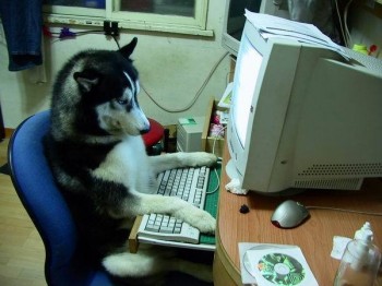 Compudog