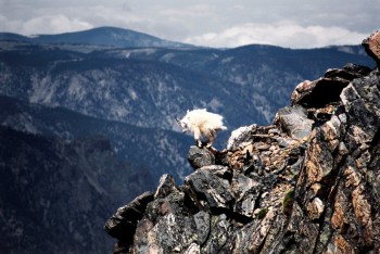 Daredevil Goat
