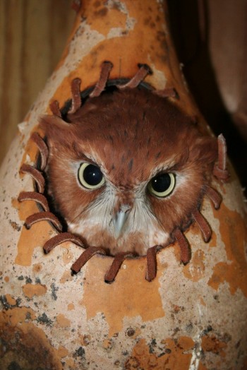 Owl Eyes