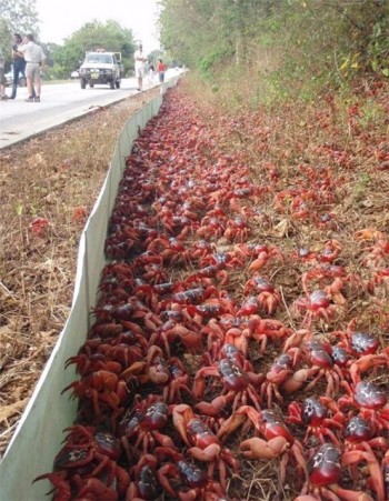 Crab Crossing