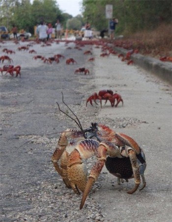Crab Crossing
