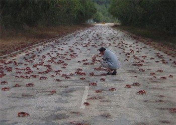 Crab Crossing