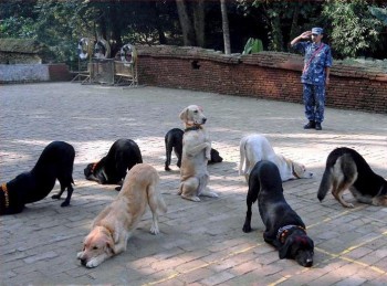 Pick of The Litter