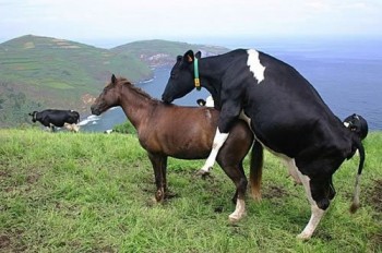 No Cow That's Incorrect