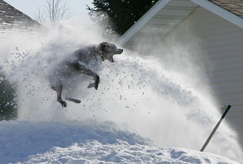Whargarbl Snow Edition