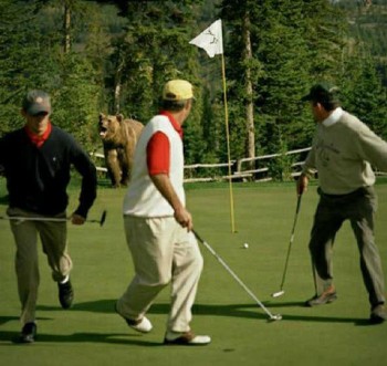 Golf Course Bear