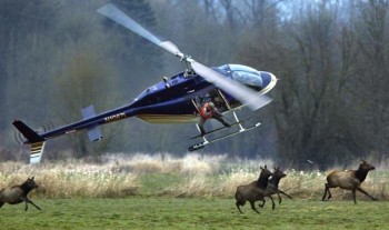 Helicopter Hunting