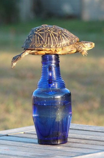 Trapped Turtle