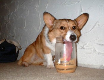 Dog Peanutbutter