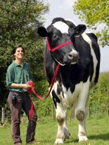 Huge Cow