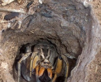 Scary Spider