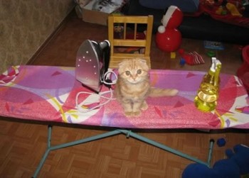 Adorable Kitten Fun