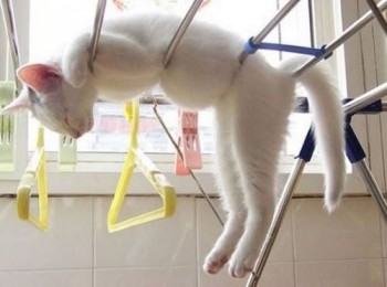 Cats Will Sleep Anywhere