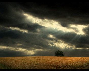 Gloomy Field
