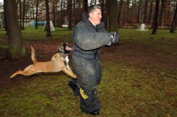 Attack Dog