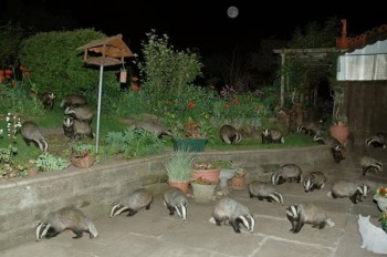Badger Attack