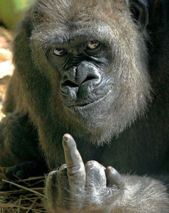Gorilla Hates You